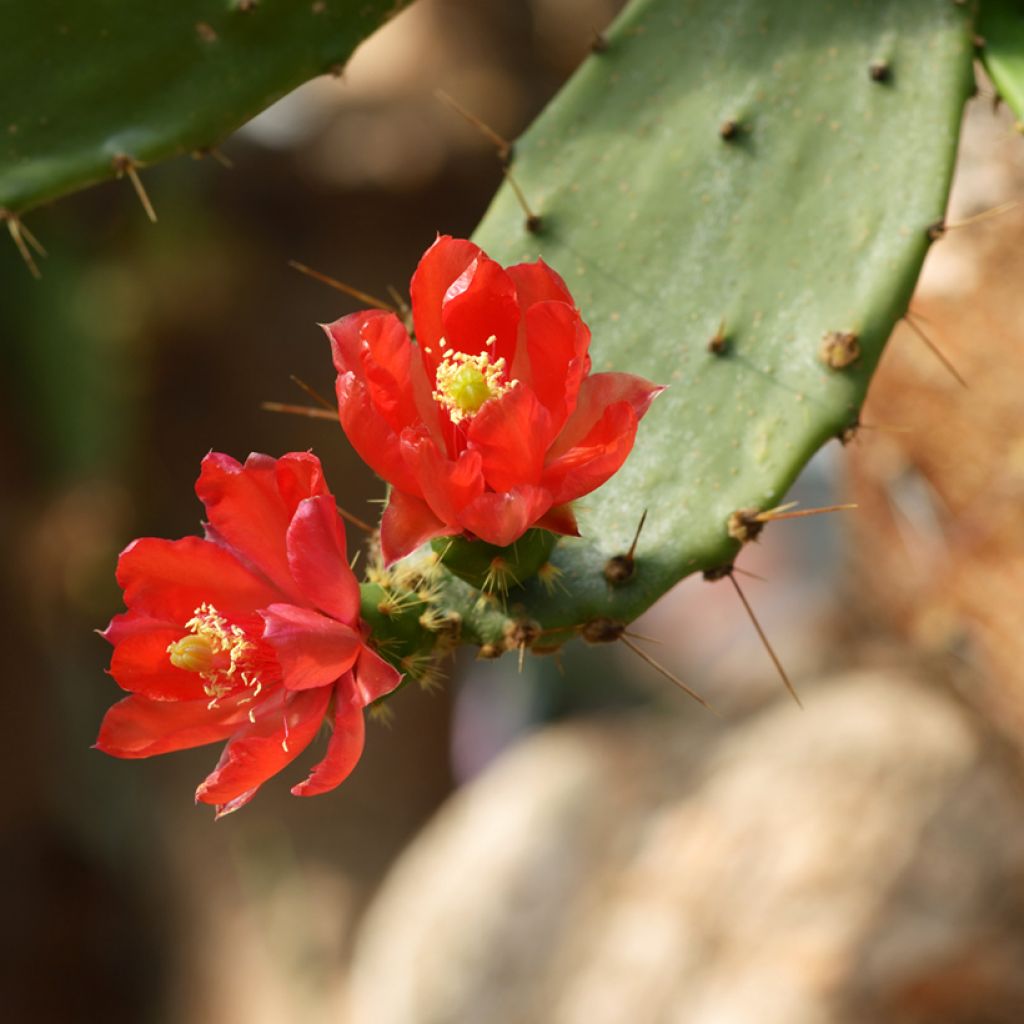 Opuntia bergeriana - Schijfcactus