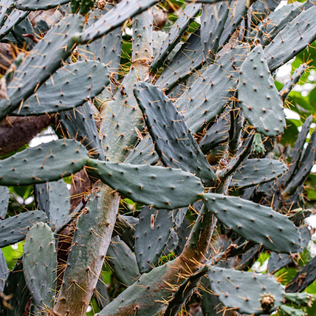 Opuntia bergeriana - Schijfcactus