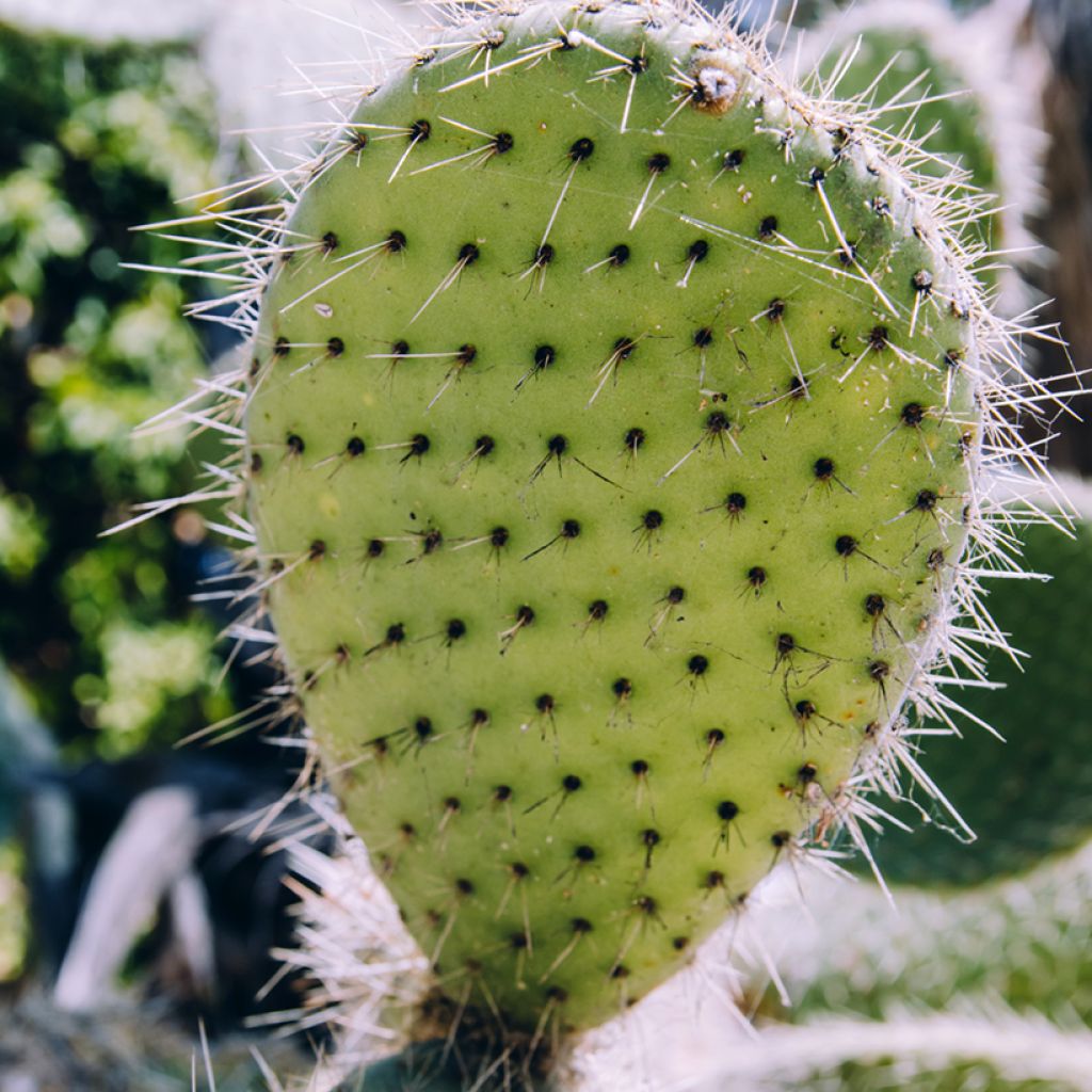 Opuntia bergeriana - Schijfcactus