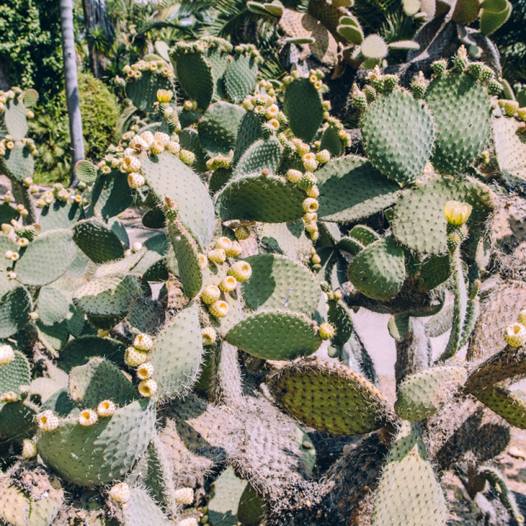 Opuntia bergeriana - Schijfcactus