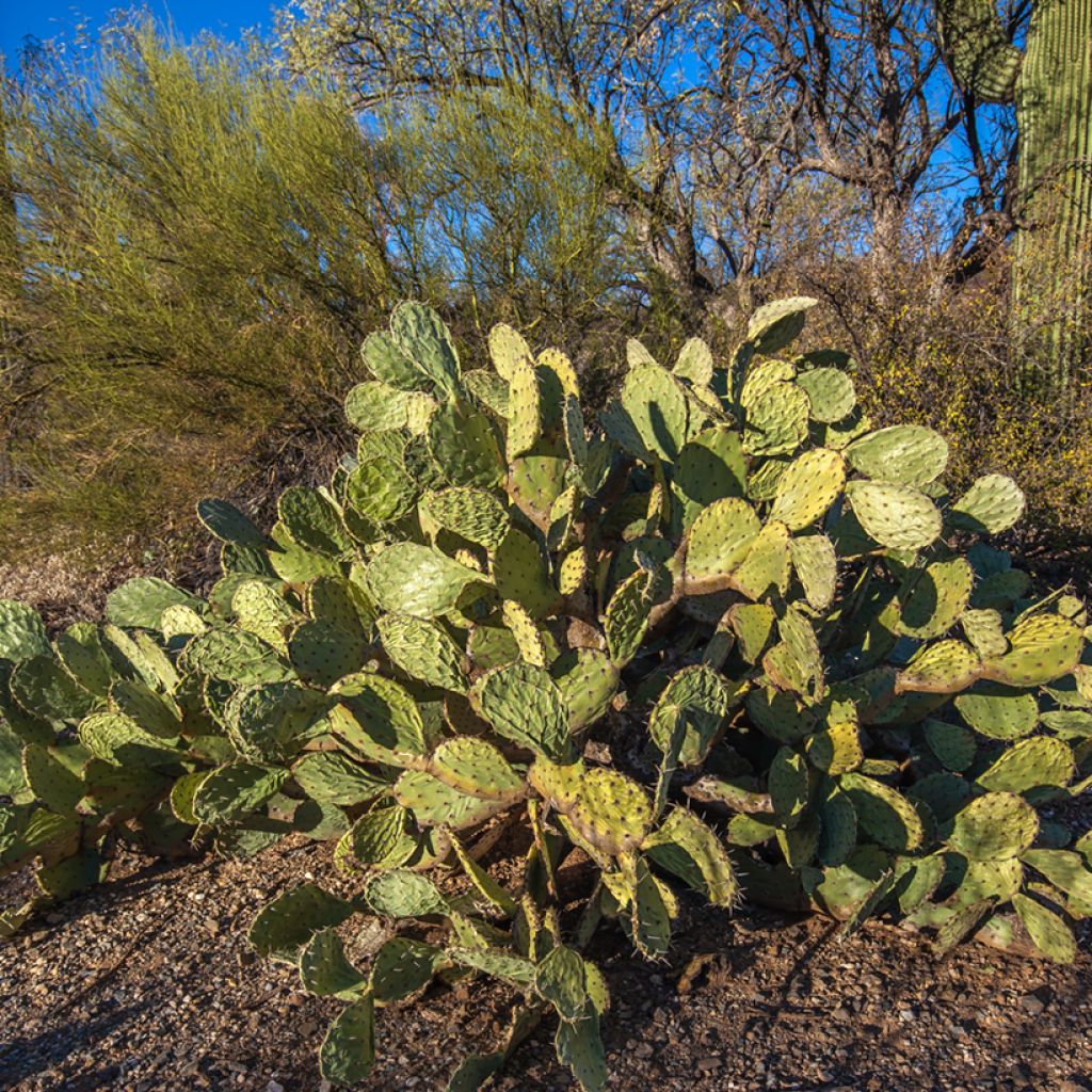 Opuntia engelmannii - Schijfcactus