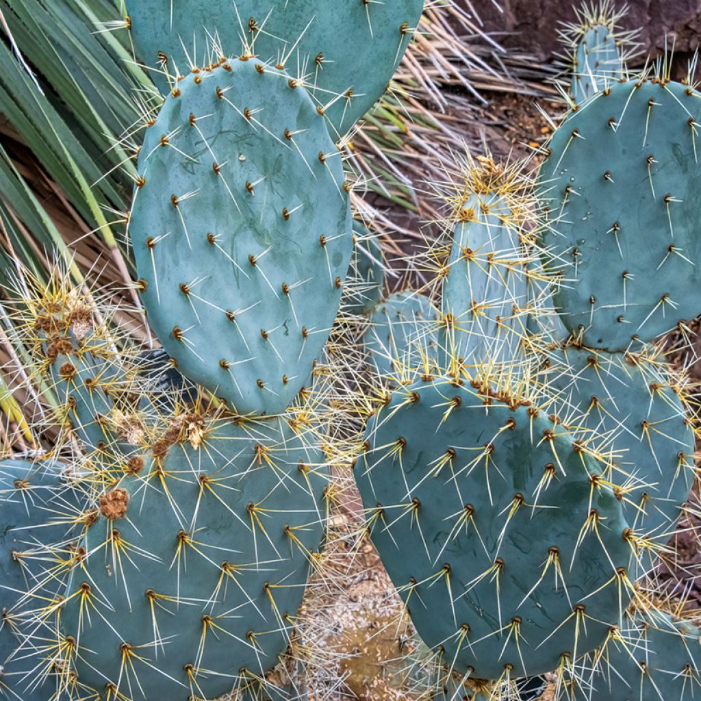 Opuntia engelmannii lindheimeri - Schijfcactus