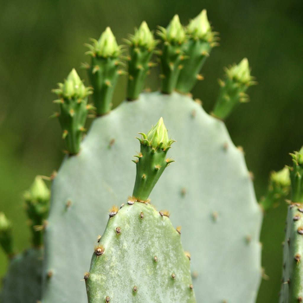 Opuntia engelmannii lindheimeri - Schijfcactus