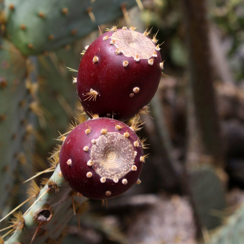Opuntia engelmannii linguiformis - Schijfcactus