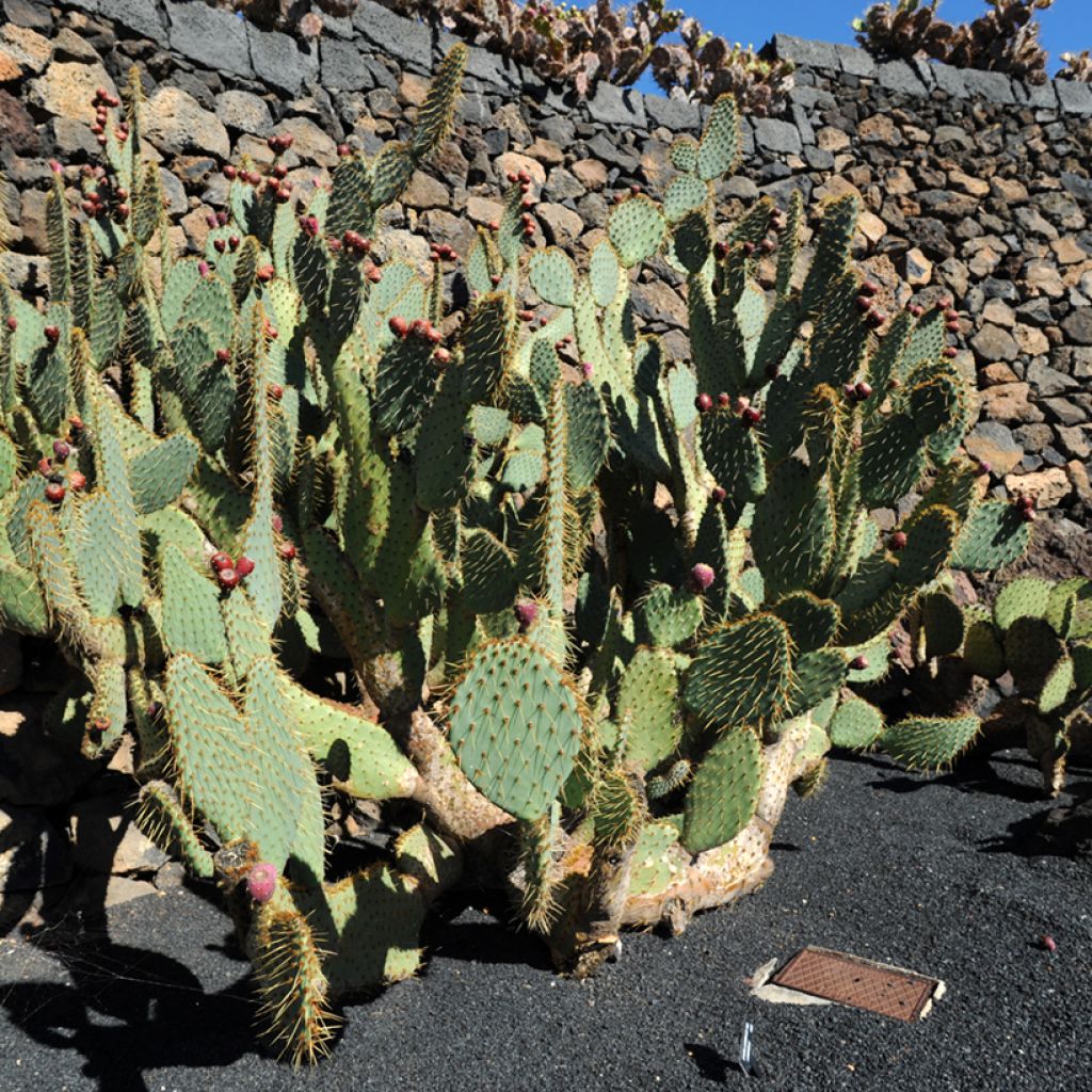 Opuntia engelmannii linguiformis - Schijfcactus