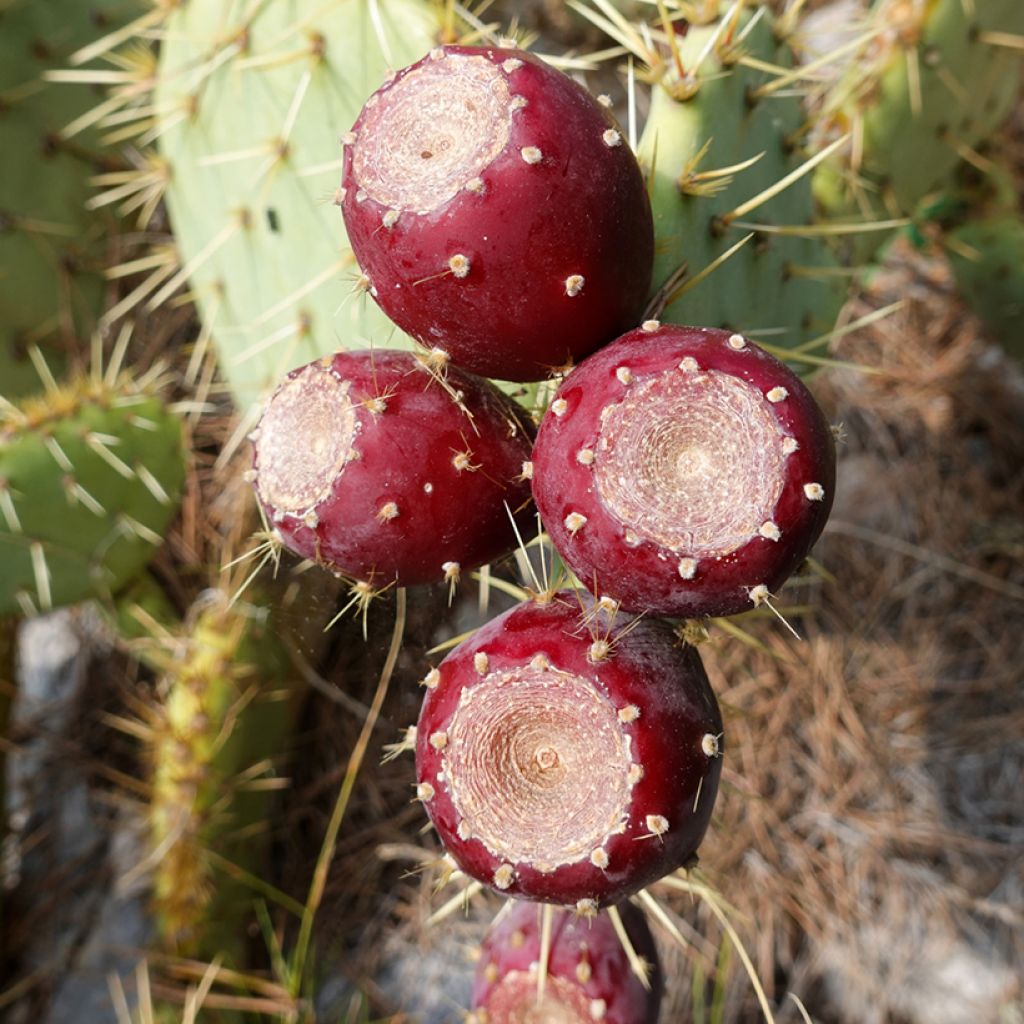 Opuntia engelmannii rastrera - Schijfcactus