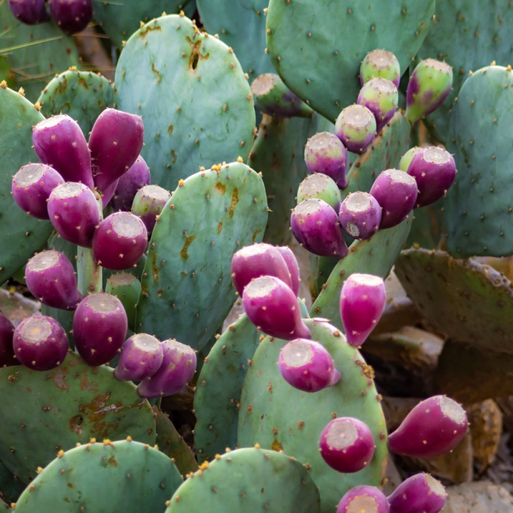 Opuntia gregoriana - Schijfcactus