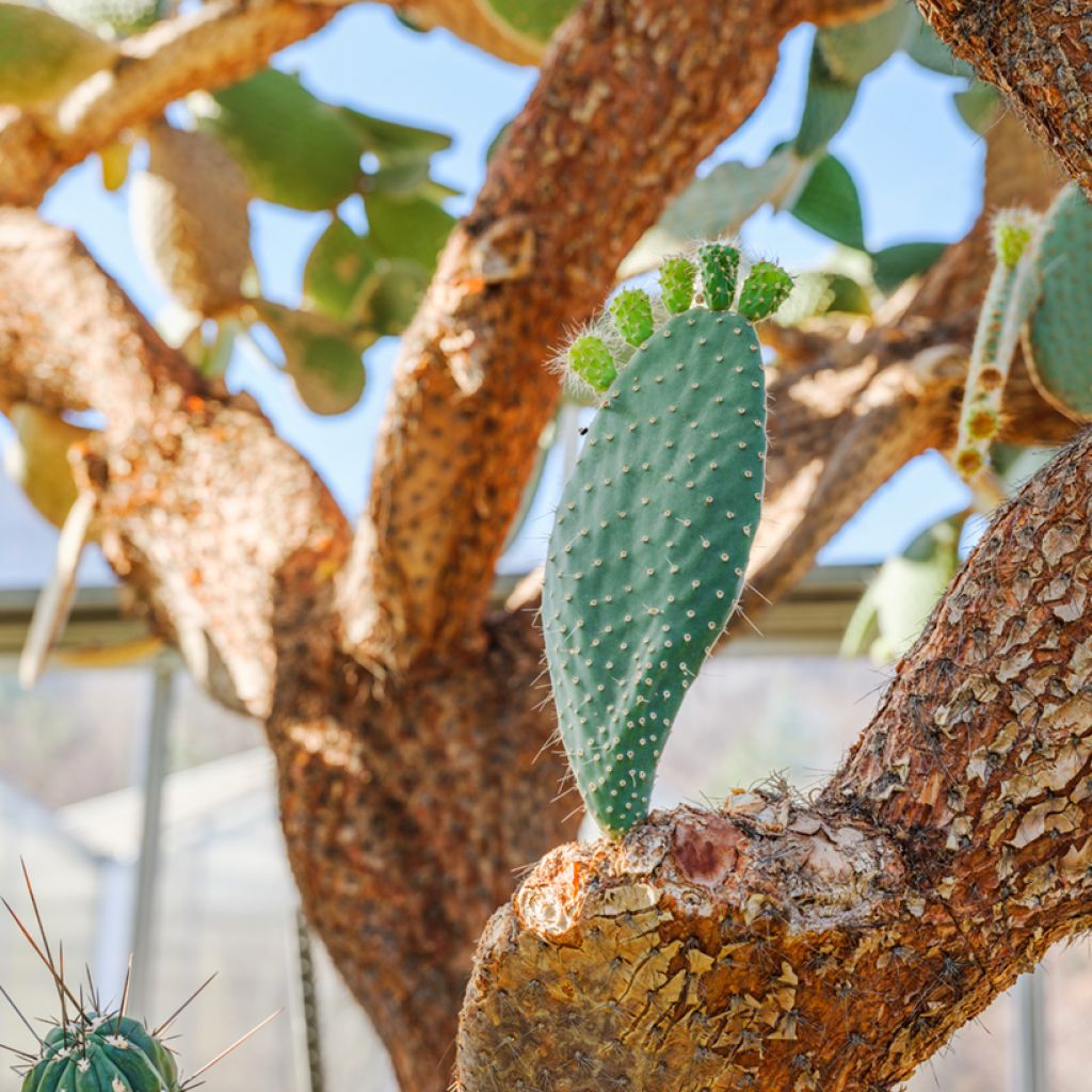 Opuntia leucotricha - Schijfcactus