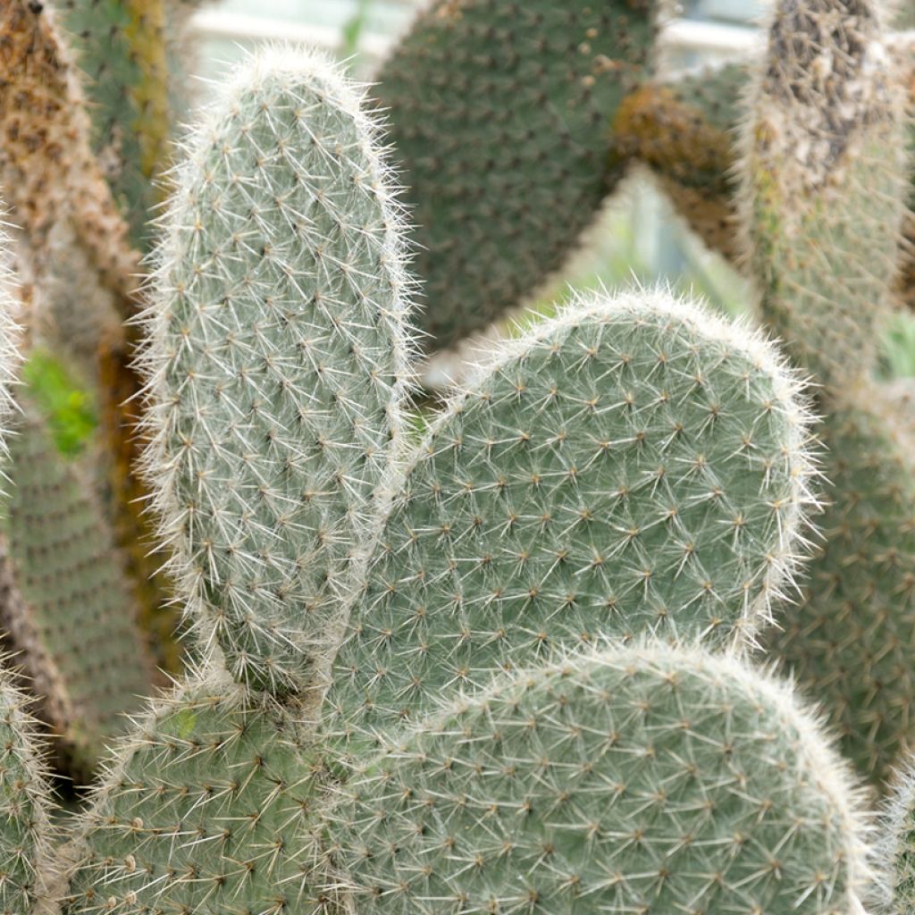 Opuntia leucotricha - Schijfcactus