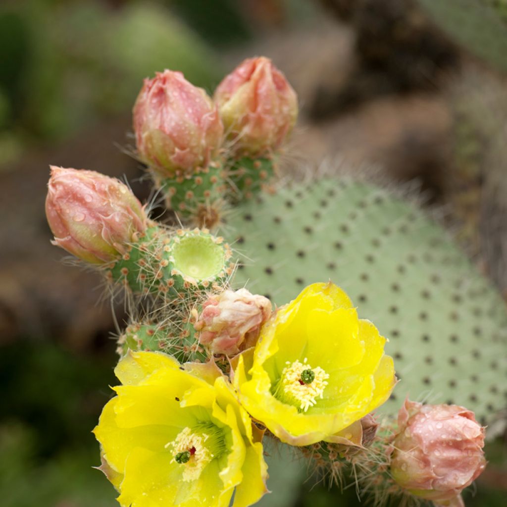 Opuntia leucotricha - Schijfcactus