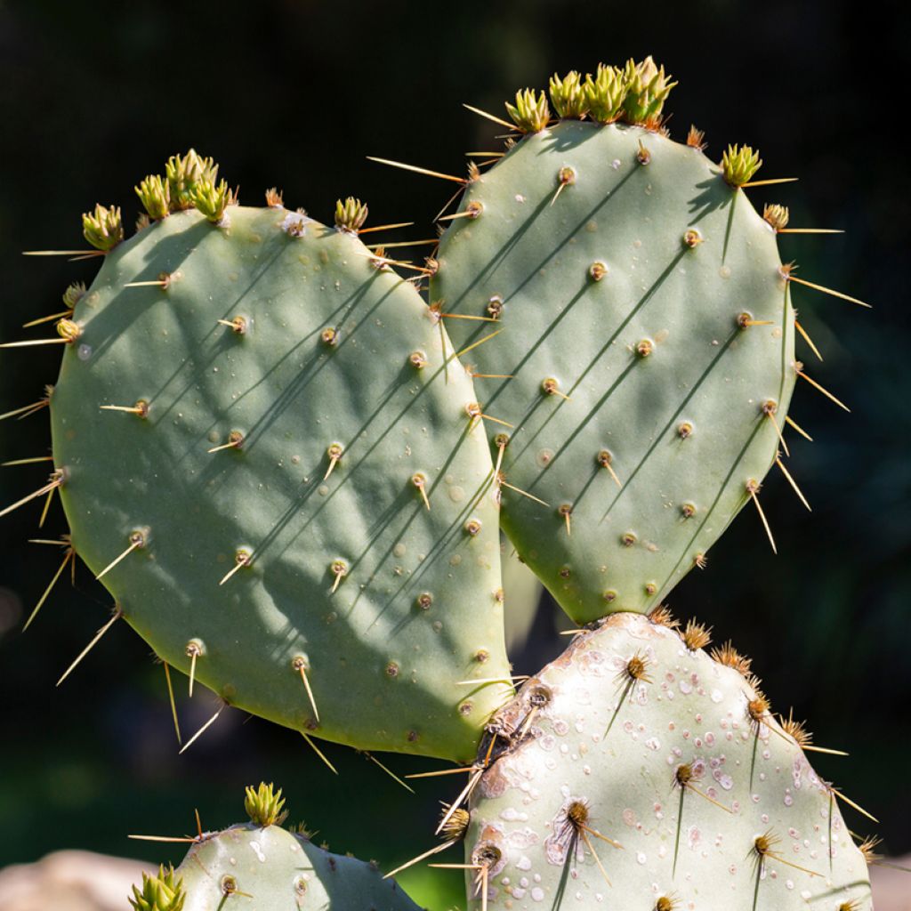Opuntia leucotricha - Schijfcactus