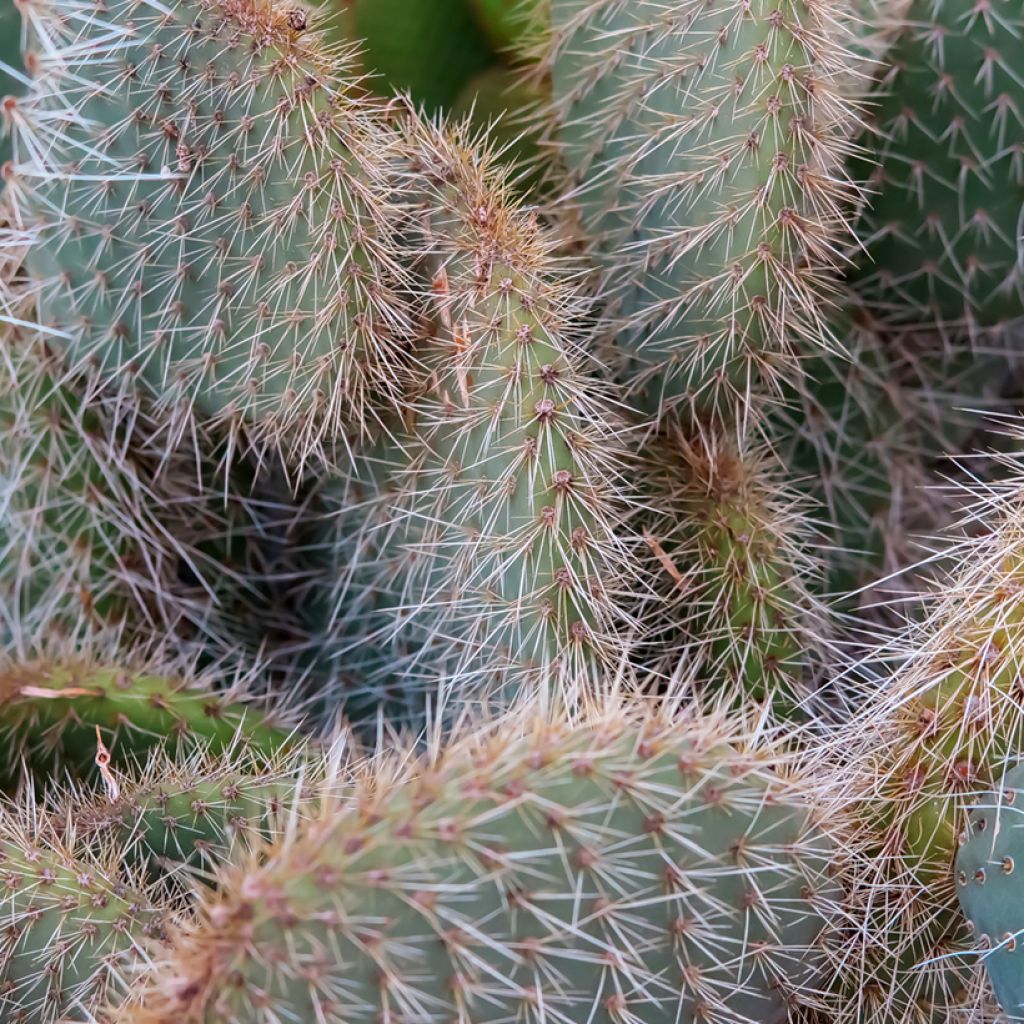 Opuntia leucotricha - Schijfcactus