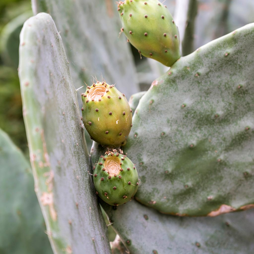 Opuntia leucotricha - Schijfcactus