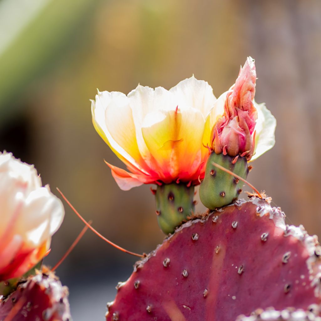 Opuntia macrocentra - Vijgcactus
