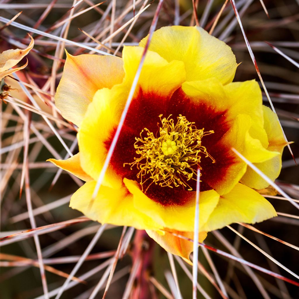 Opuntia macrocentra - Vijgcactus