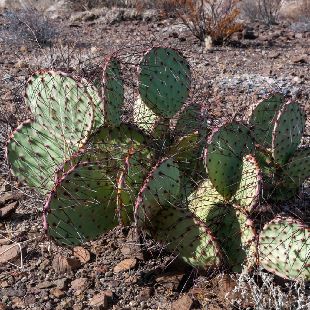 Opuntia macrocentra - Vijgcactus sleedoorn
