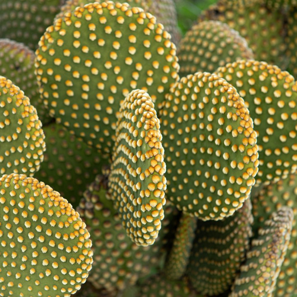 Opuntia microdasys var. pallida - Konijnenoren