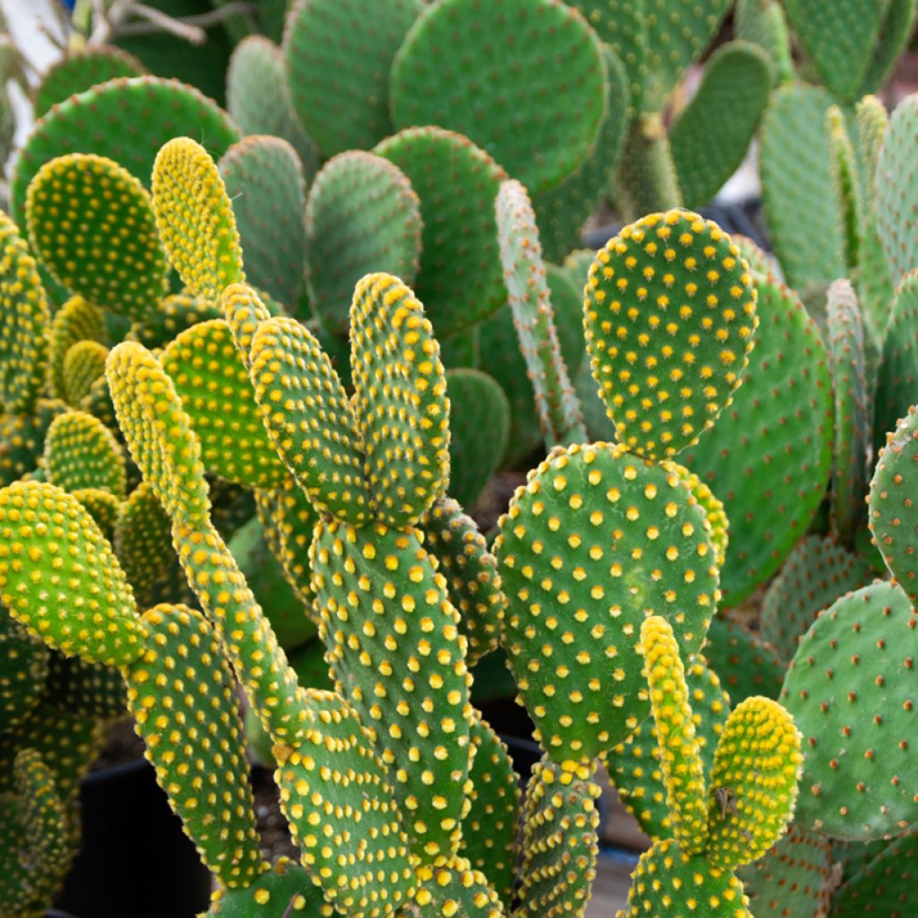 Opuntia microdasys var. pallida - Konijnenoren