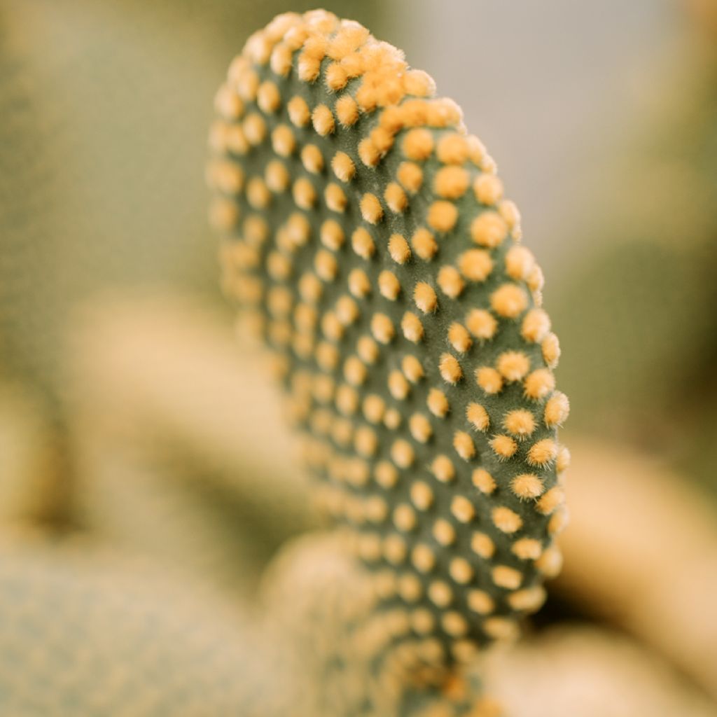 Opuntia microdasys var. pallida - Konijnenoren