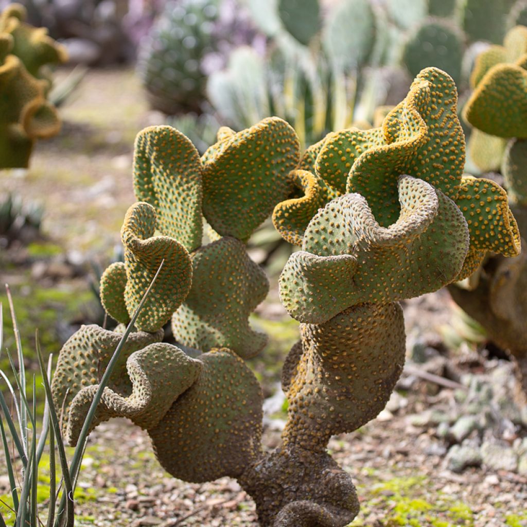 Opuntia microdasys Undulata - Konijnenoren