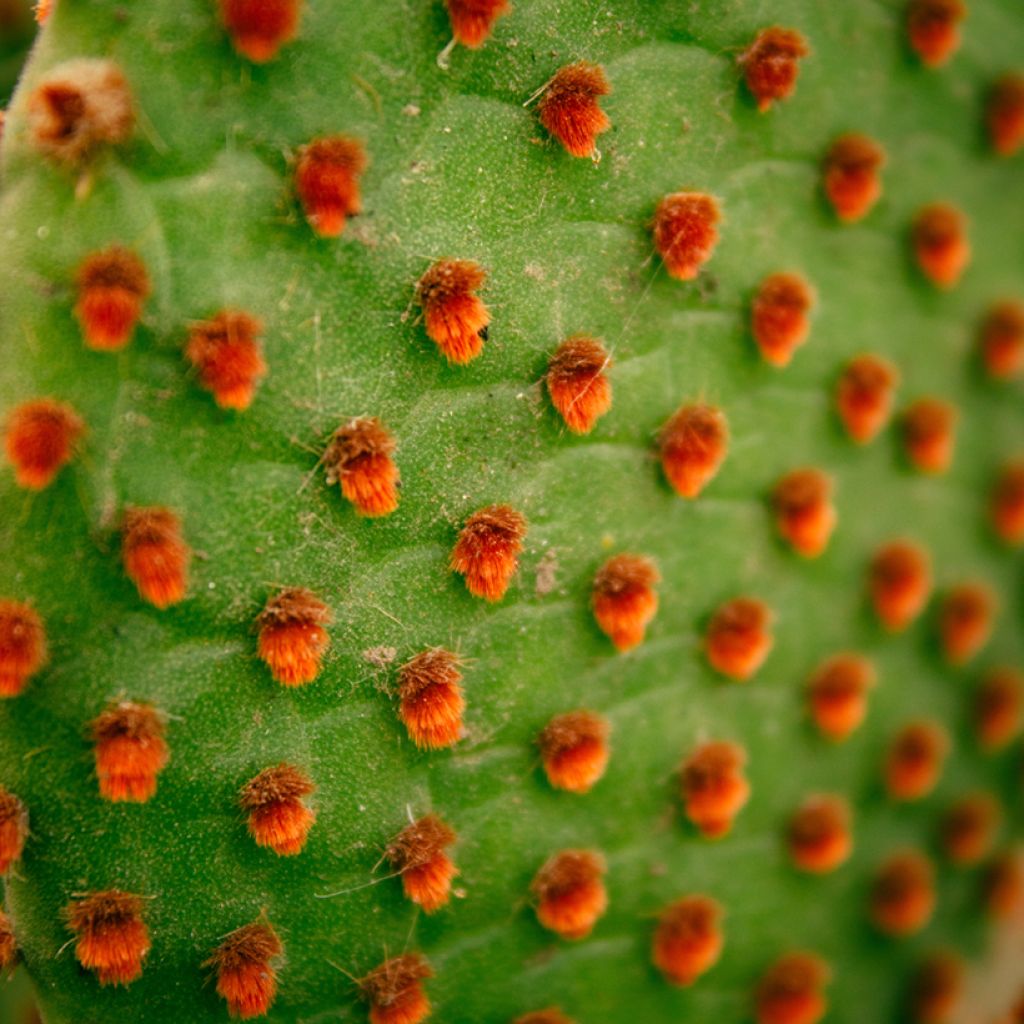 Opuntia microdasys var. rufida - Konijnenoren