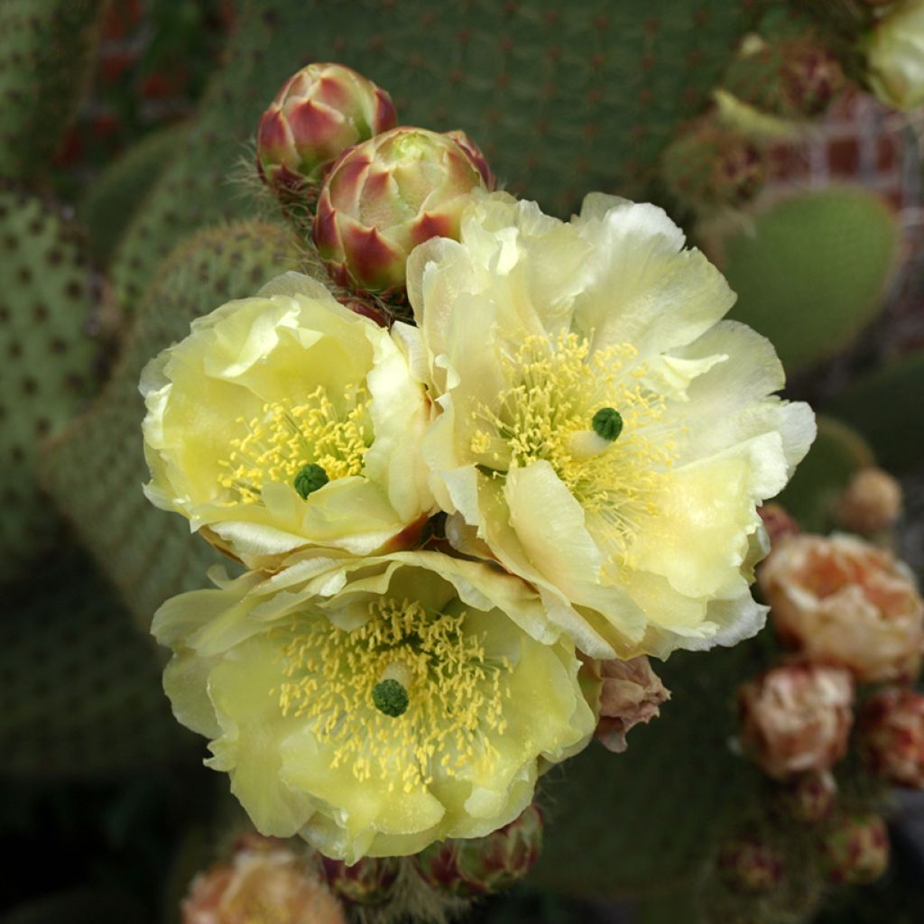 Opuntia microdasys var. rufida - Konijnenoren