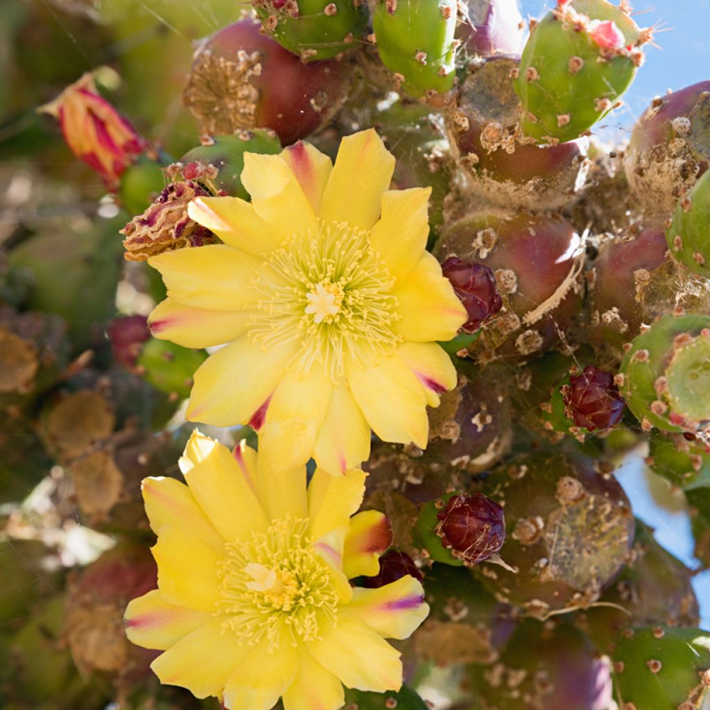 Opuntia phaeacantha Mojavensis - Schijfcactus