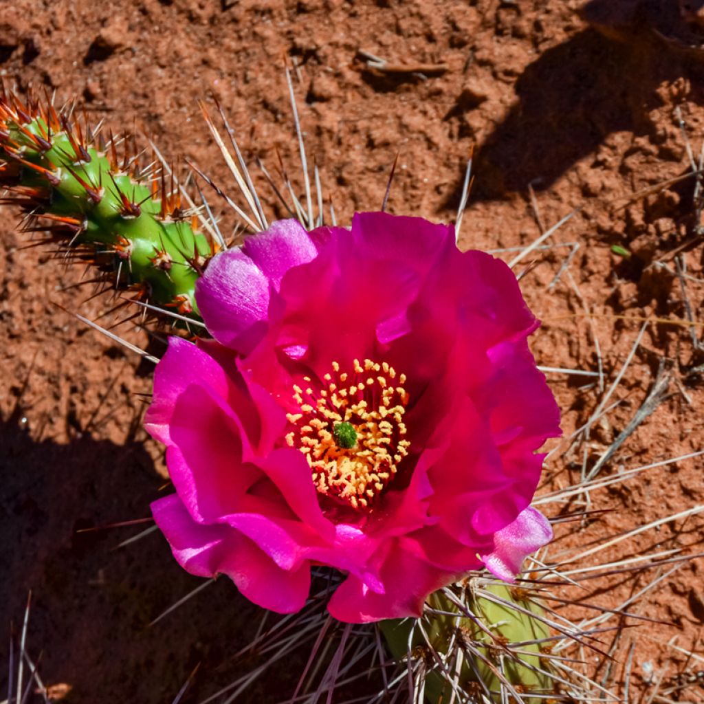 Opuntia polyacantha - Schijfcactus