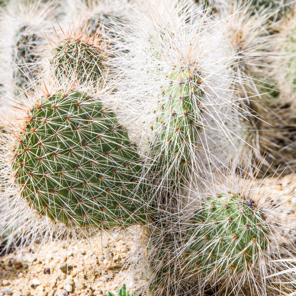 Opuntia polyacantha - Schijfcactus