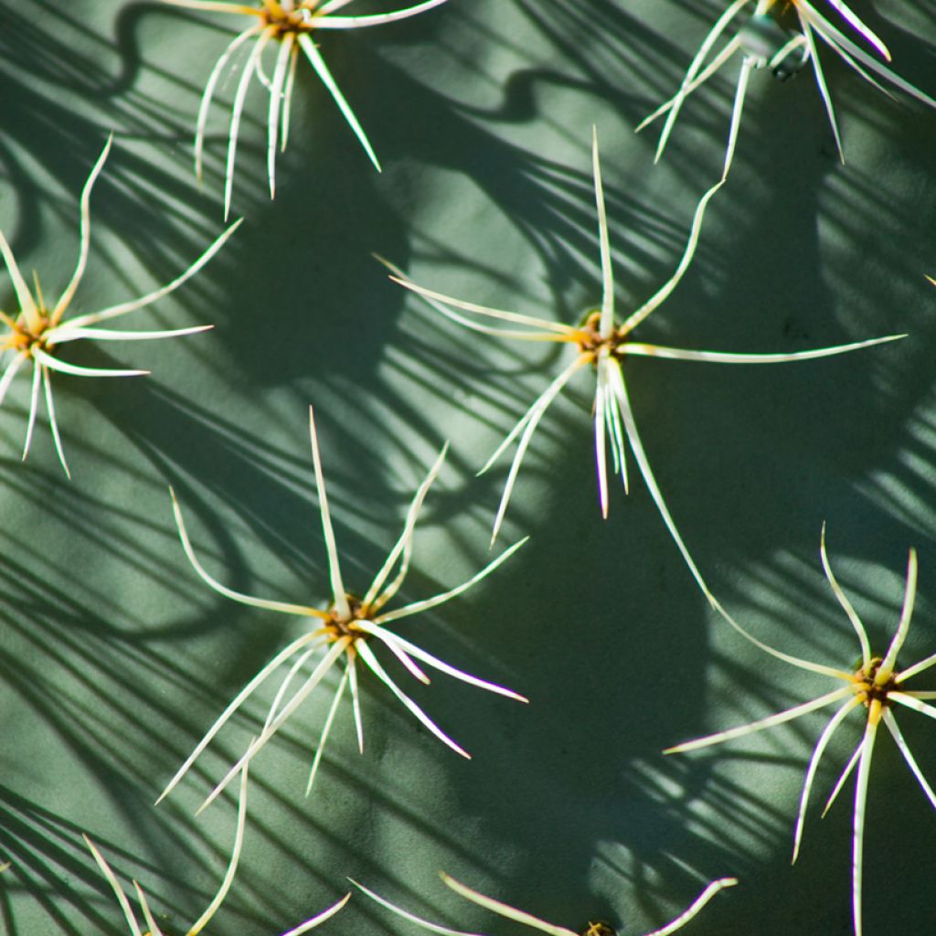 Opuntia robusta - Schijfcactus