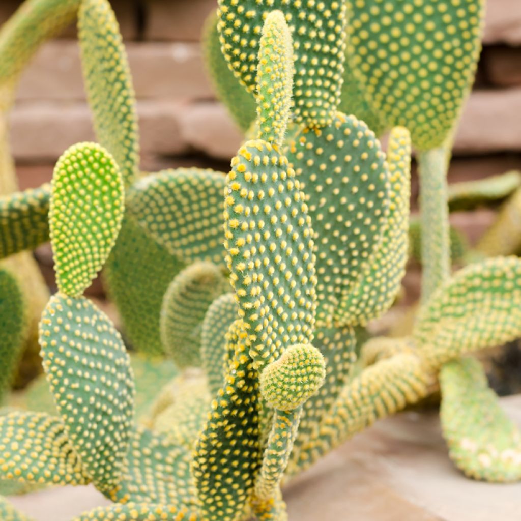 Opuntia rufida - Vijgcactus