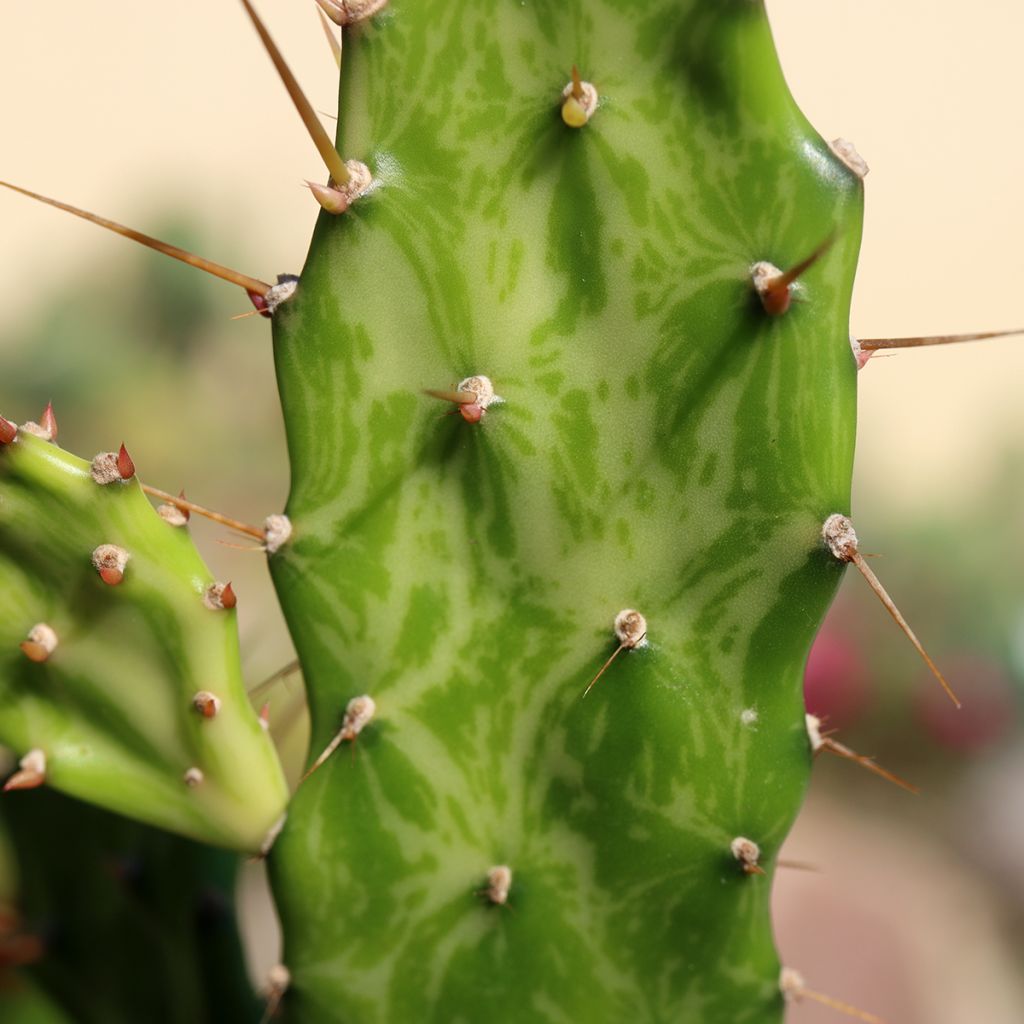 Opuntia jamaicensis Ghost - Schijfcactus
