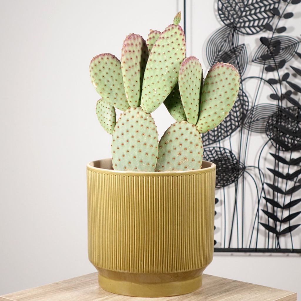 Opuntia microdasys - Konijnenoren