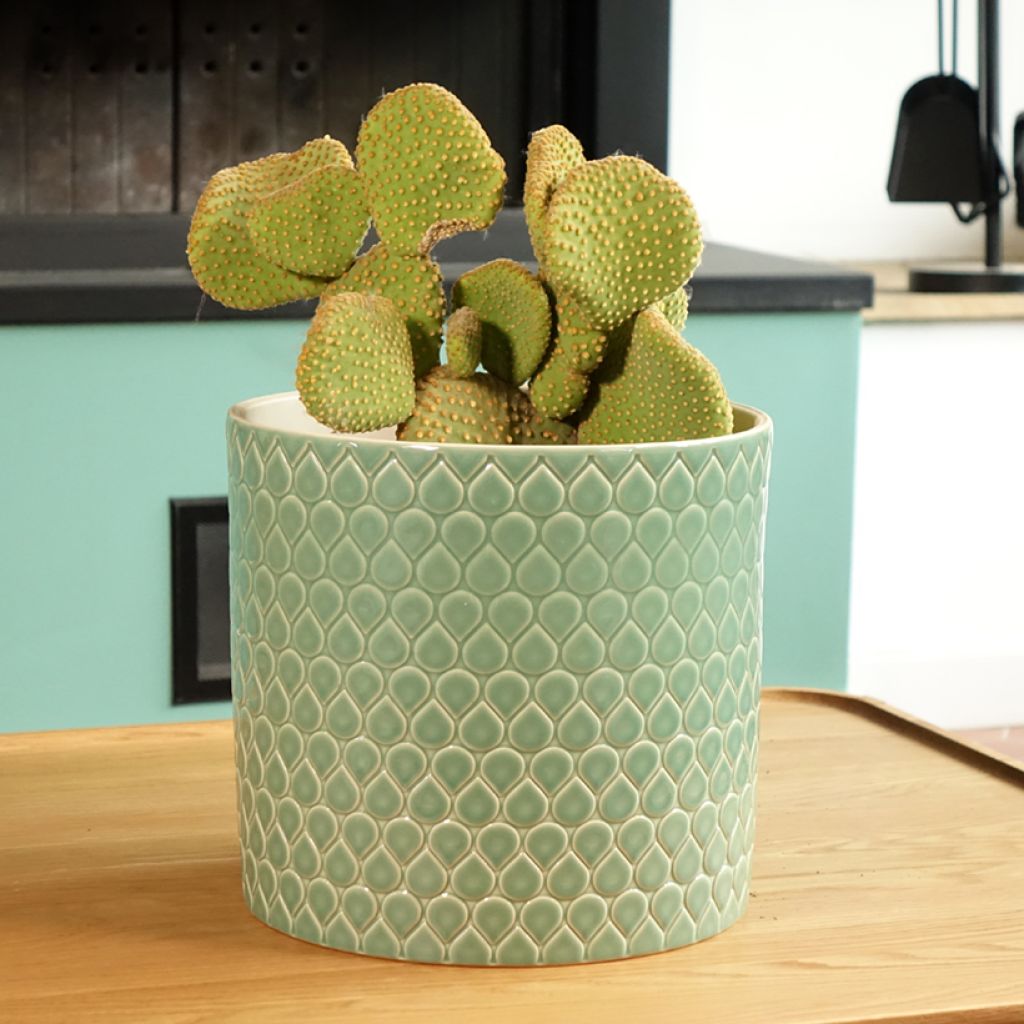 Opuntia microdasys Undulata - Konijnenoren