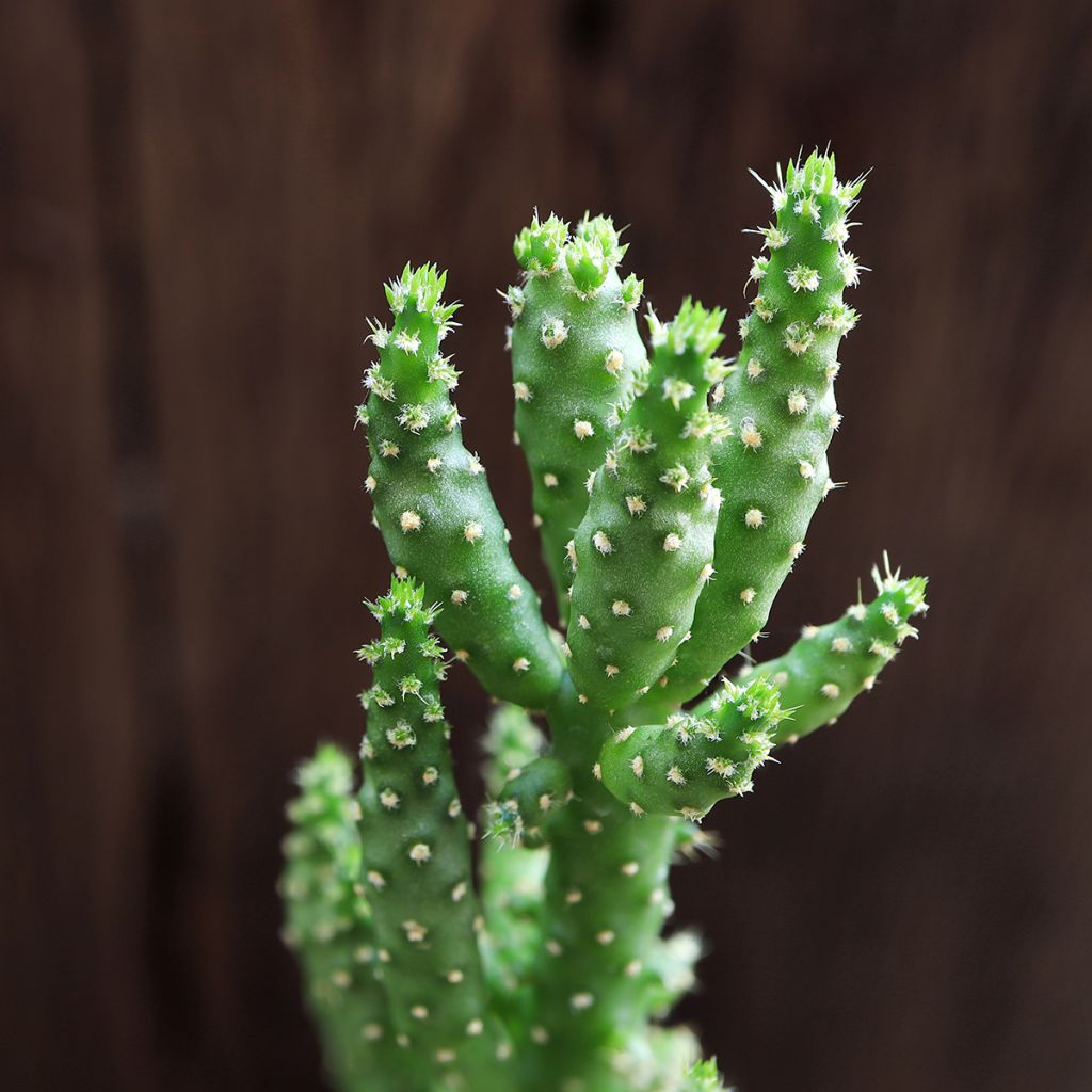 Opuntia monacantha - Schijfcactus
