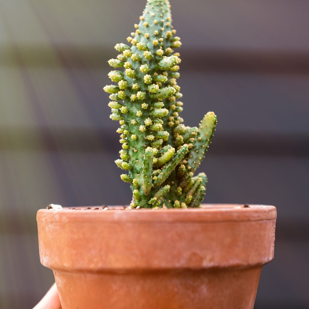 Opuntia monacantha - Schijfcactus
