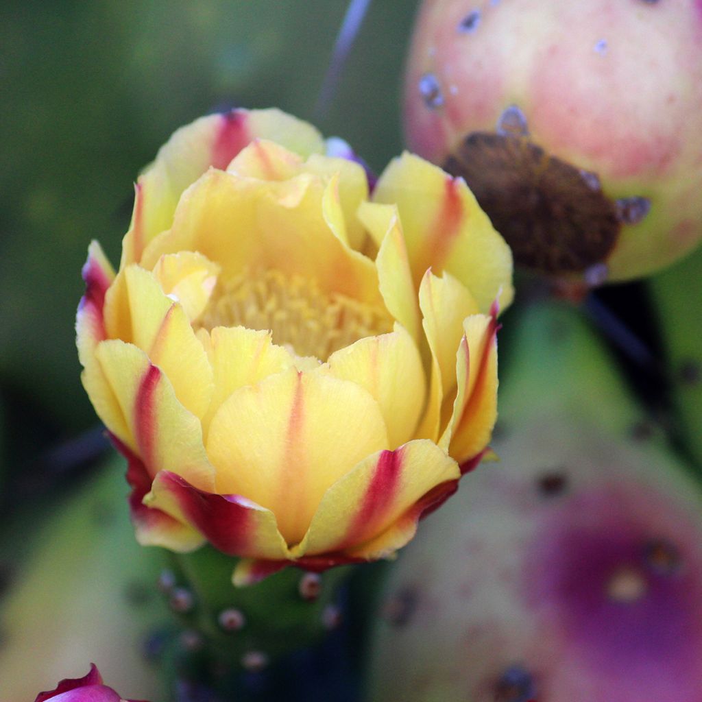 Opuntia monacantha - Schijfcactus