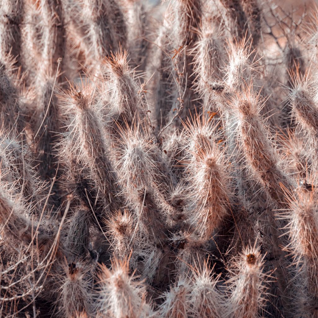 Oreocereus trollii - Oude man van de Andes