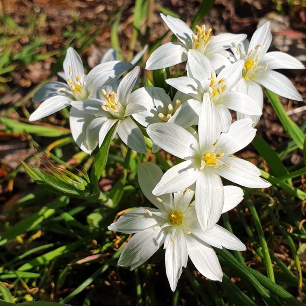 Ornithogalum oligophyllum White Trophy - Vogelmelk