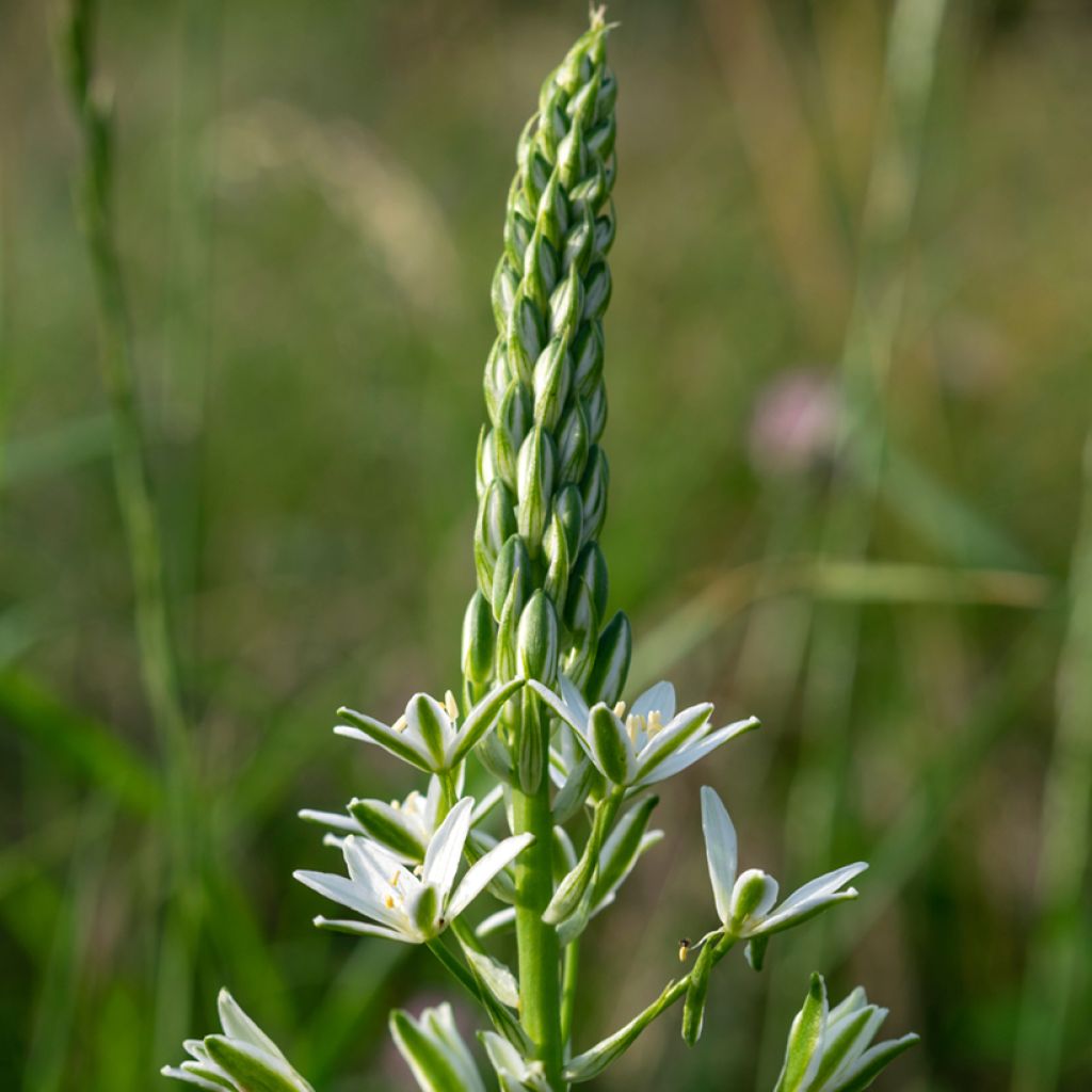 Ornithogalum ponticum Sochi biologisch - Vogelmelk