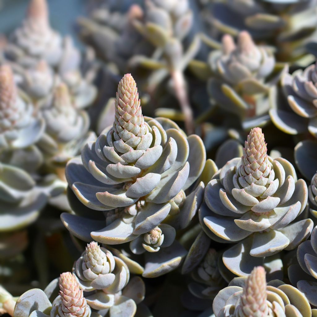 Orostachys iwarenge - Chinese clownsmuts
