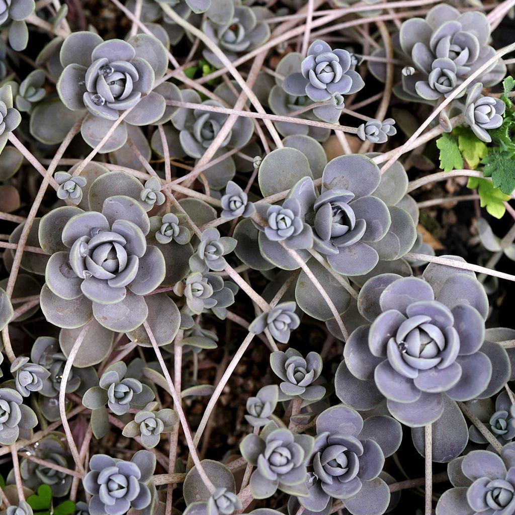 Orostachys iwarenge - Chinese clownsmuts
