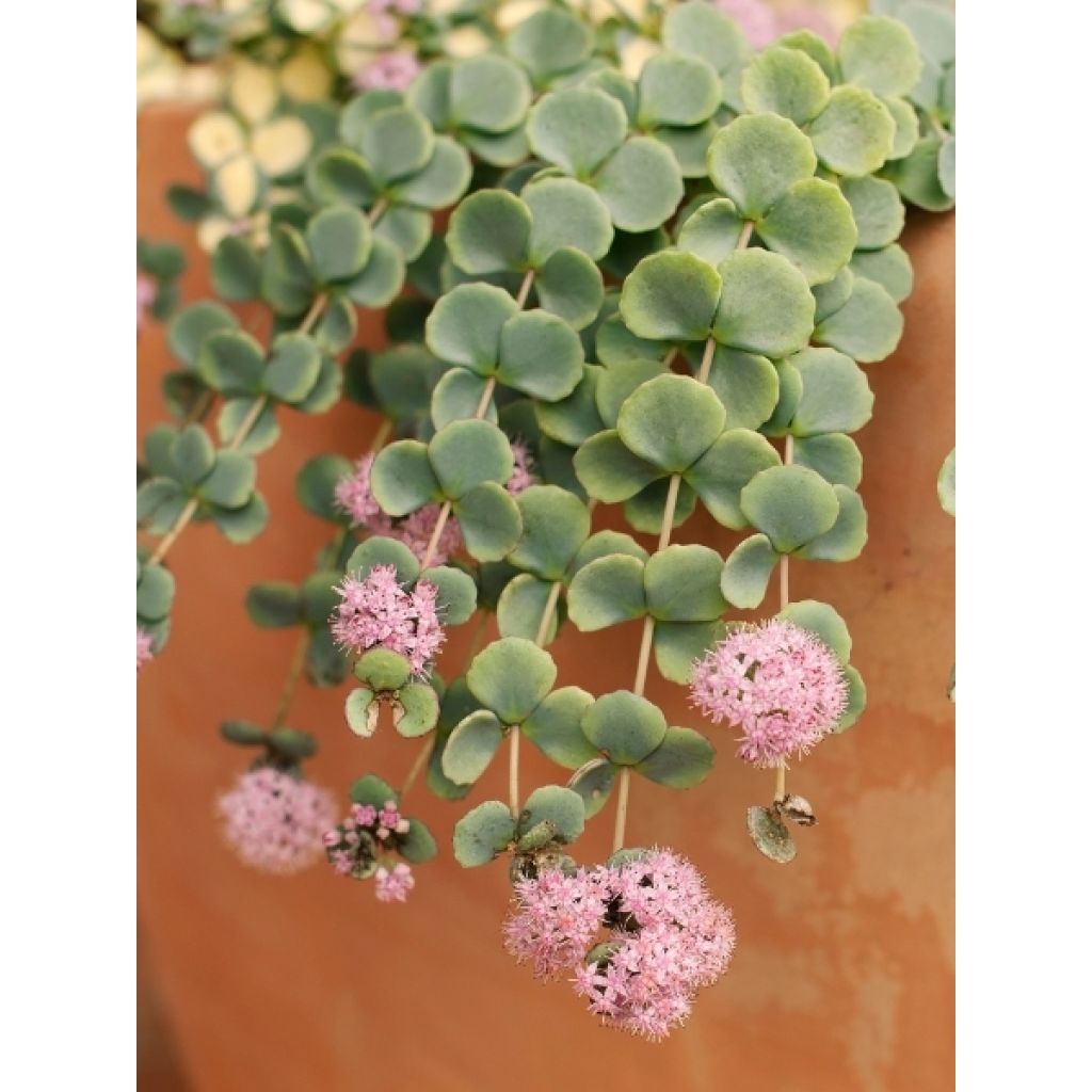 Sedum sieboldii - Vetkruid