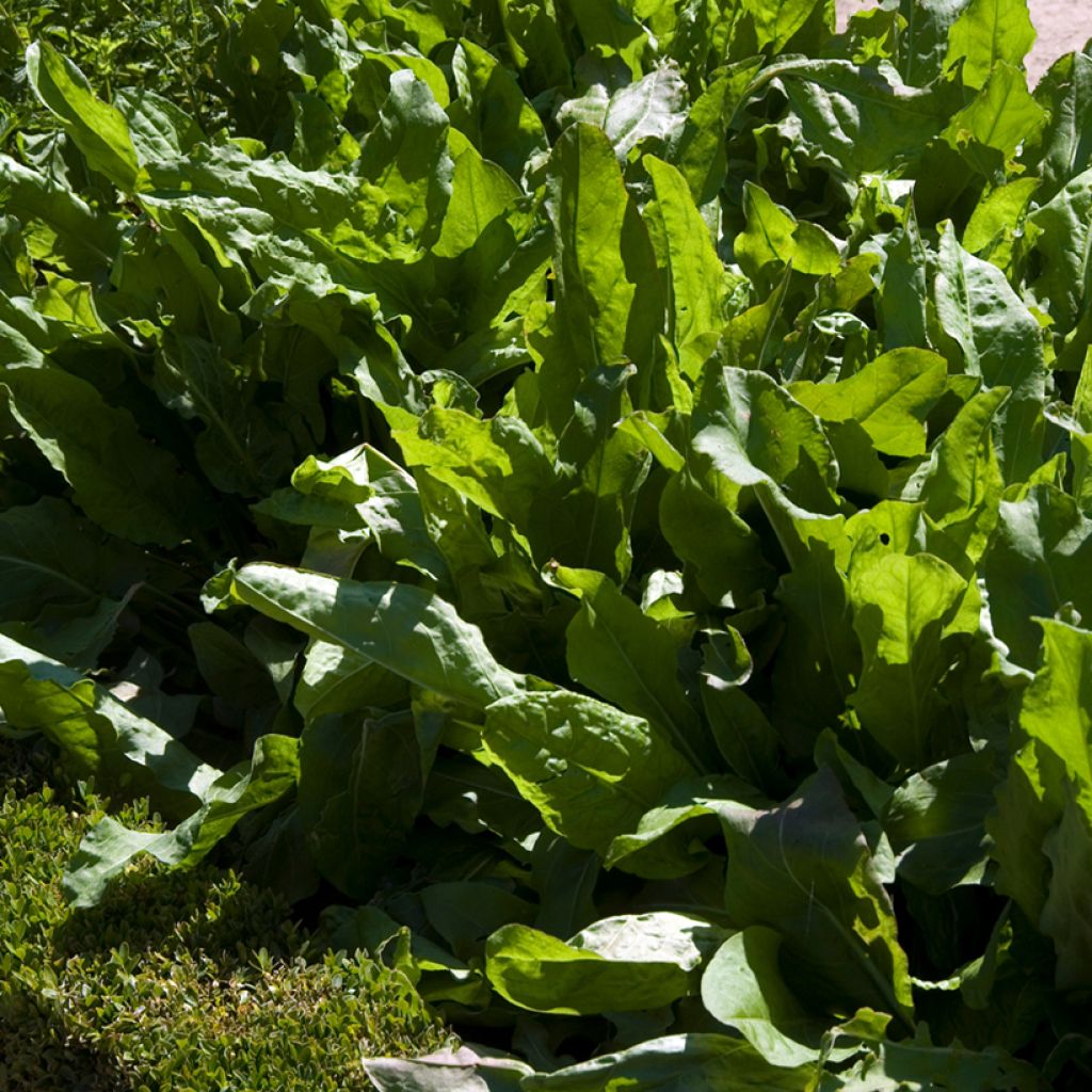 Zuring Grote van Belleville - Vilmorin