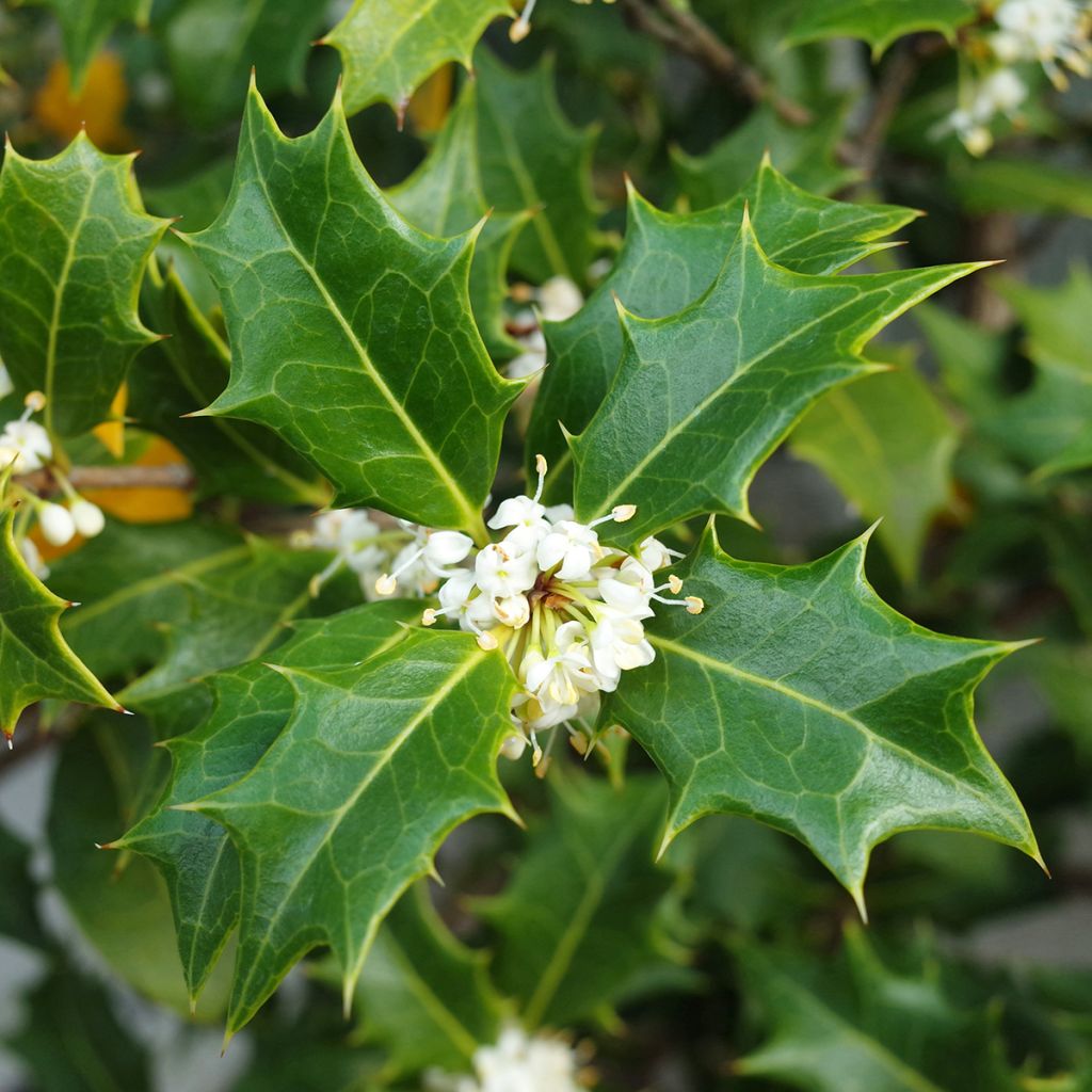 Osmanthus heterophyllus - Schijnhulst