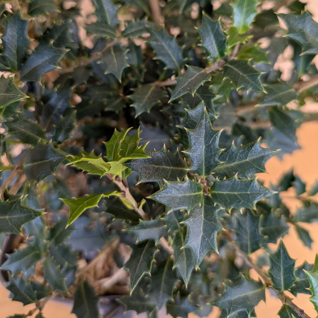 Osmanthus heterophyllus Perfumed Princess - Schijnhulst