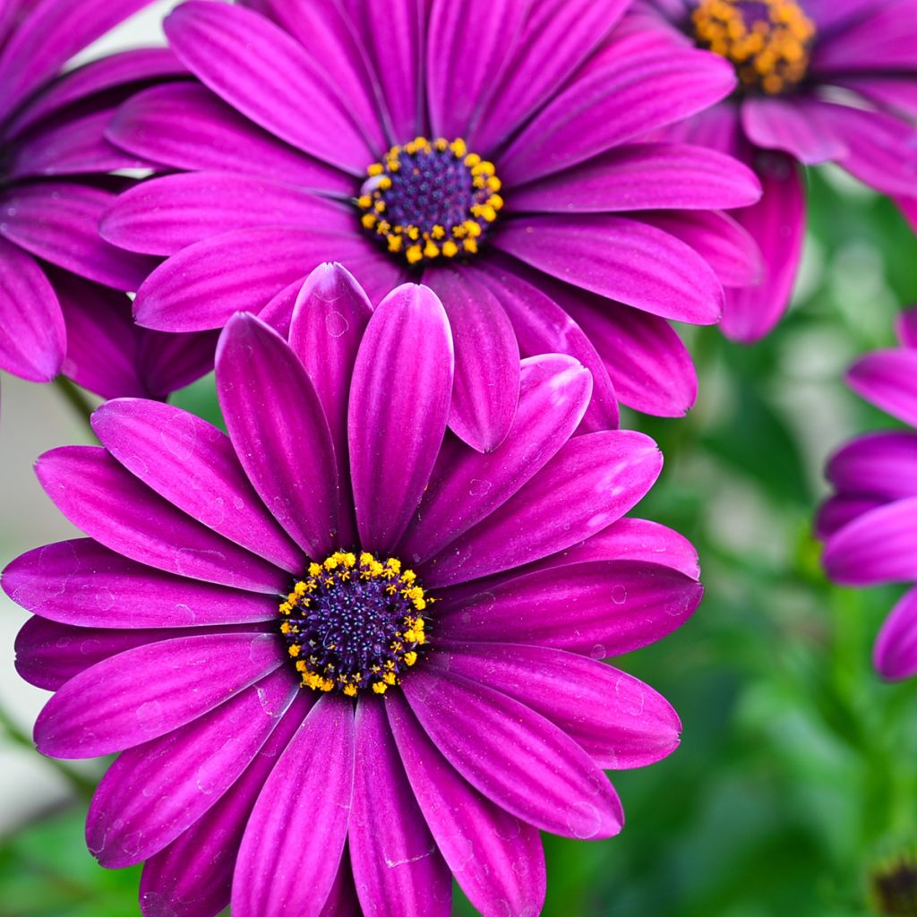 Osteospermum Dalina Bright Purple - Spaanse margriet