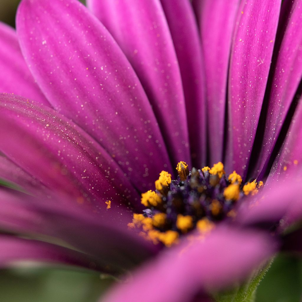 Osteospermum Dalina Bright Purple - Spaanse margriet