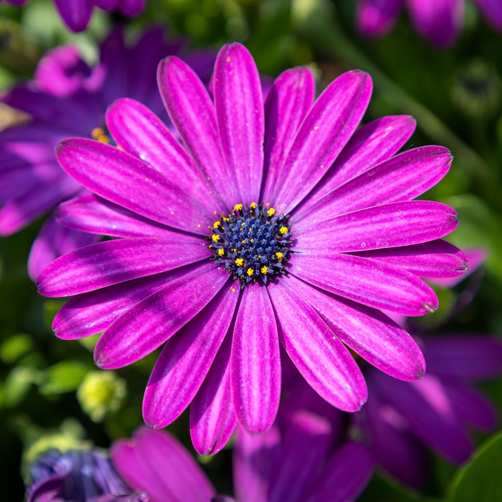 Osteospermum Dalina Bright Purple - Spaanse margriet
