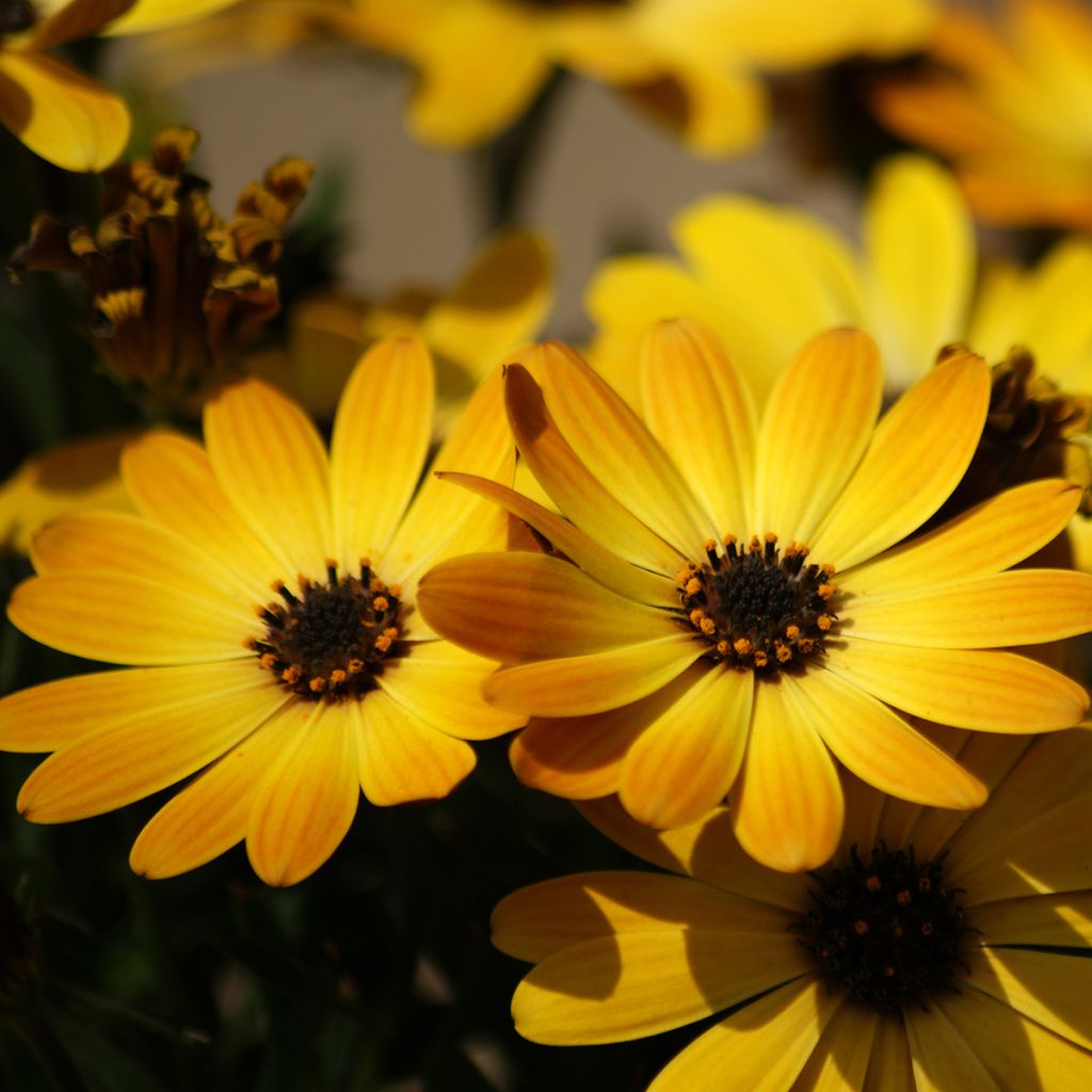 Osteospermum Dalina Special Sunshine Beauty - Spaanse margriet